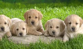 Pet supplies
